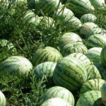 Africa: business of watermelon production, a promising activity