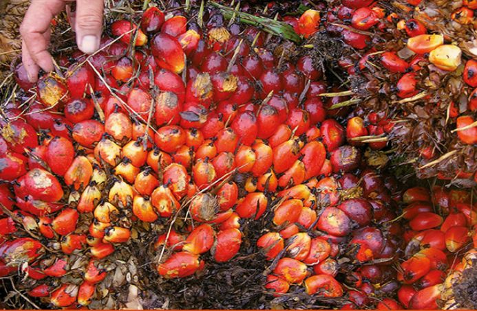 Cameroon: the emergency need to boost local palm oil production
