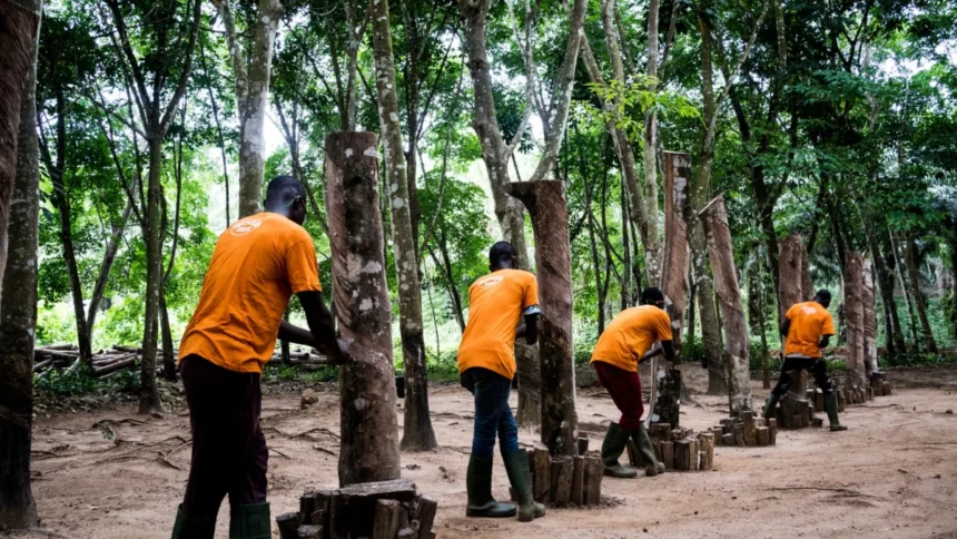 Ivory-Coast : Hevea, good business in a fast-growing sector