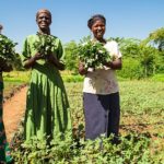 Africa: African Development Bank provides $102.79 million in financing for farmers in Guinea, Senegal and Togo