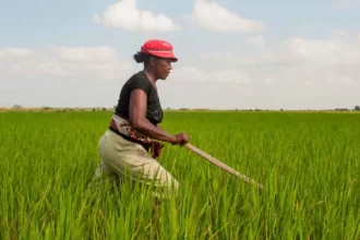 À Madagascar, le programme alimentaire d’urgence permettra d’améliorer la gouvernance et la durabilité en matière de production agricole en encourageant le développement d’une agro-industrie locale