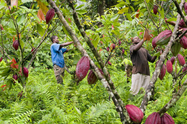 Un champ de cacao avec des cacaoculteurs