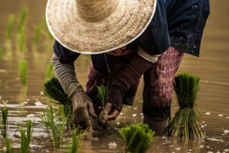 Empocher une manne de 7 milliards de dollars par an, en produisant du riz en Afrique