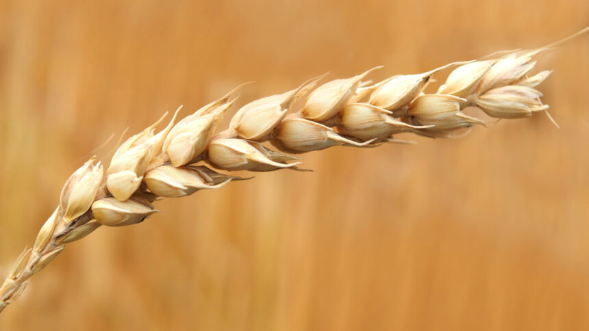 blé au Cameroun
