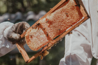 marché du miel en afrique