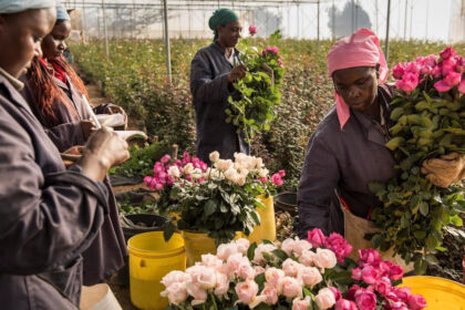 Tambuzi, l'une des nombreuses fermes de roses au Kenya