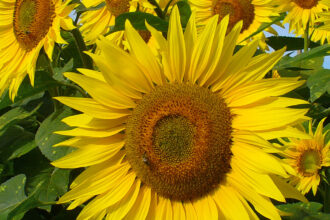 Culture tournesol, afrique