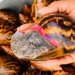 L'escargot géant Achatina que l'on trouve en Côte d'Ivoire
