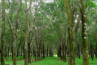 hévéa Côte d'Ivoire