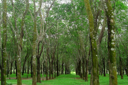 hévéa Côte d'Ivoire