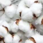 Coton Afrique