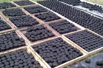 Le marché du charbon vert, facteur de la transition énergétique en Afrique