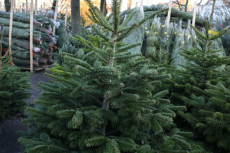 marché des sapins de noël