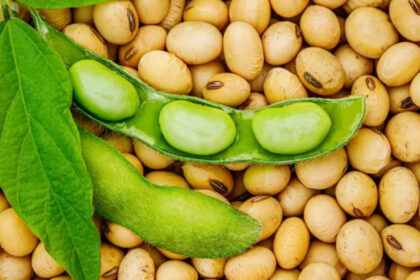 Le marché prometteur du soja en Afrique