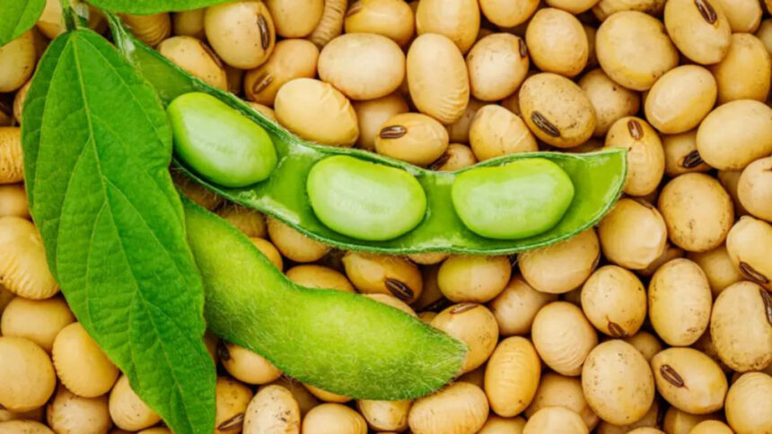 Le marché prometteur du soja en Afrique