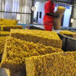 Des employés travaillent dans l’usine de transformation de caoutchouc Hevecam, dans le sud du Cameroun