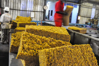 Des employés travaillent dans l’usine de transformation de caoutchouc Hevecam, dans le sud du Cameroun