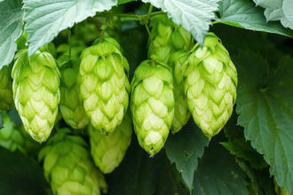 houblon afrique