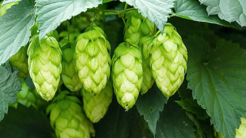 houblon afrique