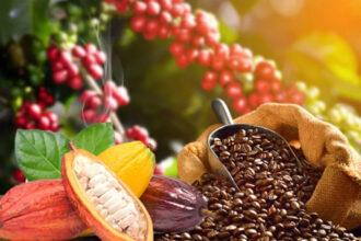 cacao café cameroun