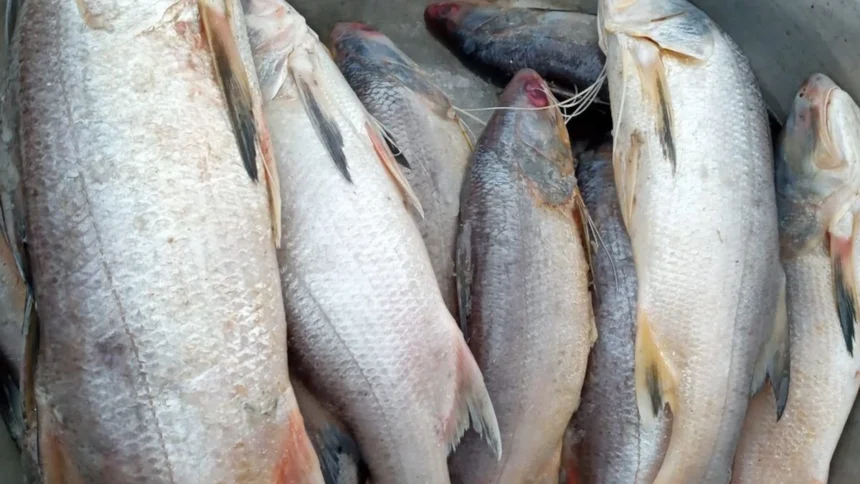poissons gabon