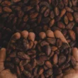 campagne cacao café cameroun