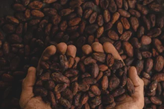 campagne cacao café cameroun