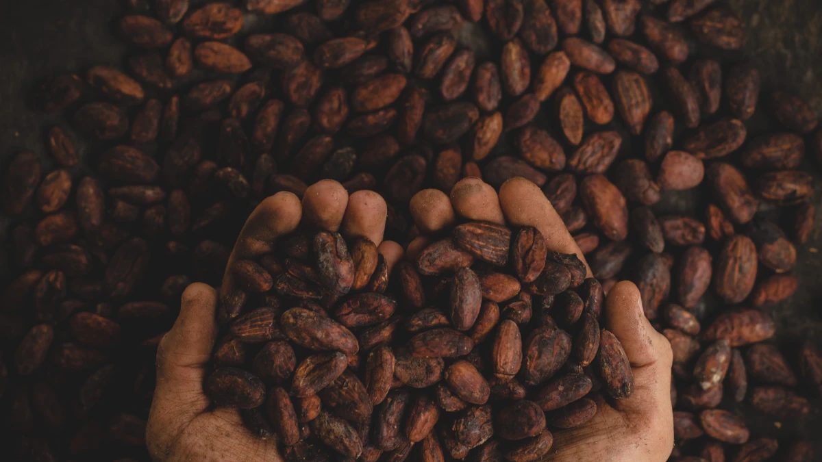 campagne cacao café cameroun
