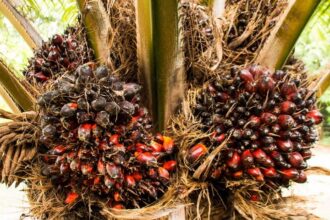 Cameroun : la CDC injecte 2,45 milliards FCFA pour sauver ses filières bananes et palmiers