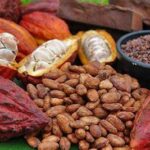 Cameroun : la campagne cacaoyère 2024/2025 s’ouvre dans une embellie sans précédent