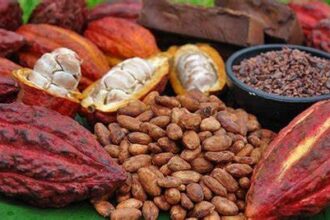 Cameroun : la campagne cacaoyère 2024/2025 s’ouvre dans une embellie sans précédent