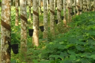 Côte d’Ivoire : hévéa, les bonnes affaires d’une filière à forte croissance