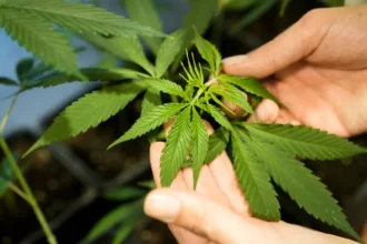 Le très prometteur marché du cannabis légal en Afrique à capter par les Africains