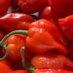 Rwanda : pour libérer le potentiel de l’industrie du piment, le pays a un besoin de 470 millions de dollars US