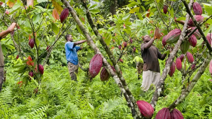 Report du règlement de l’UE sur la déforestation : 12 mois de répit pour la filière cacao ?