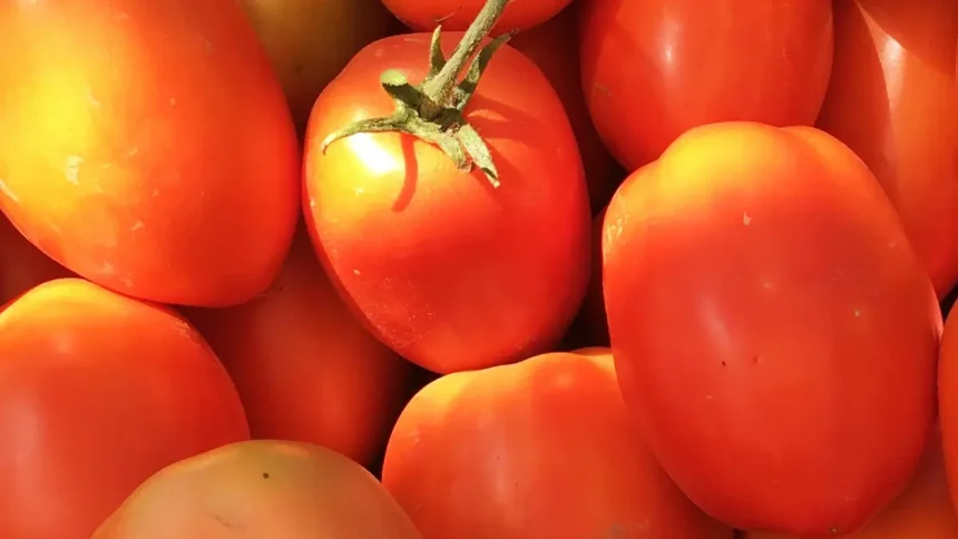 Afrique : Transformation de la tomate, les dynamiques d’un marché en croissance