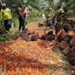 Huile de palme : la proposition des agro-industriels pour booster la production locale au Cameroun