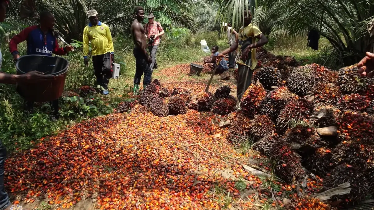 Huile de palme : la proposition des agro-industriels pour booster la production locale au Cameroun