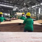 Gabon : le secteur forestier contribue à hauteur de 0,3% du PIB de l'État en 2023
