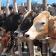 L’Afrique veut davantage tirer profit de son fort potentiel d’élevage