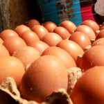 Industrie avicole : un marché des œufs de 10 milliards de dollars, d'ici 2030, à capter en Afrique