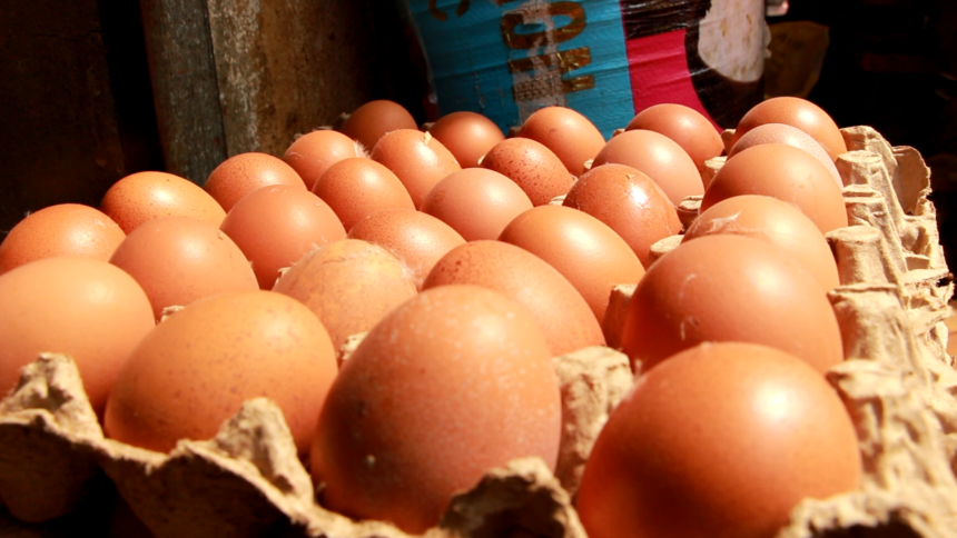 Industrie avicole : un marché des œufs de 10 milliards de dollars, d'ici 2030, à capter en Afrique