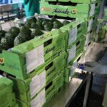 L’avocat au Kenya : une success story africaine à l'échelle mondiale