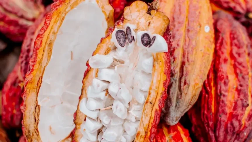 Indication géographique protégée : vers la labellisation du cacao rouge du Cameroun par l'OAPI, dès 2026