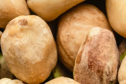 Côte d’Ivoire, anacarde ou noix de cajou