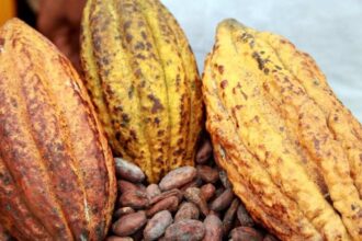 Cameroun : ces problématiques qui devront s’imposer à l’agenda de la 111e session du Conseil international du cacao, du 7 au 11 avril 2025, à Yaoundé