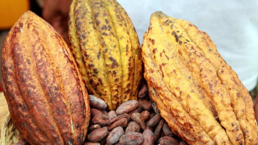 Cameroun : ces problématiques qui devront s’imposer à l’agenda de la 111e session du Conseil international du cacao, du 7 au 11 avril 2025, à Yaoundé