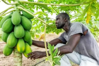 Afrique : comment tirer profit du phosphate de chaux pour stimuler la production agricole
