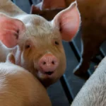 Côte d’Ivoire : du fait de la forte demande, la filière porcine offre des opportunités d’investissement