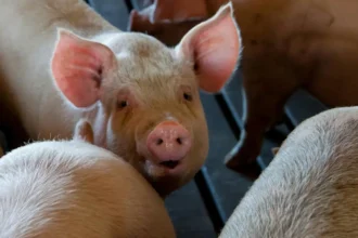 Côte d’Ivoire : du fait de la forte demande, la filière porcine offre des opportunités d’investissement